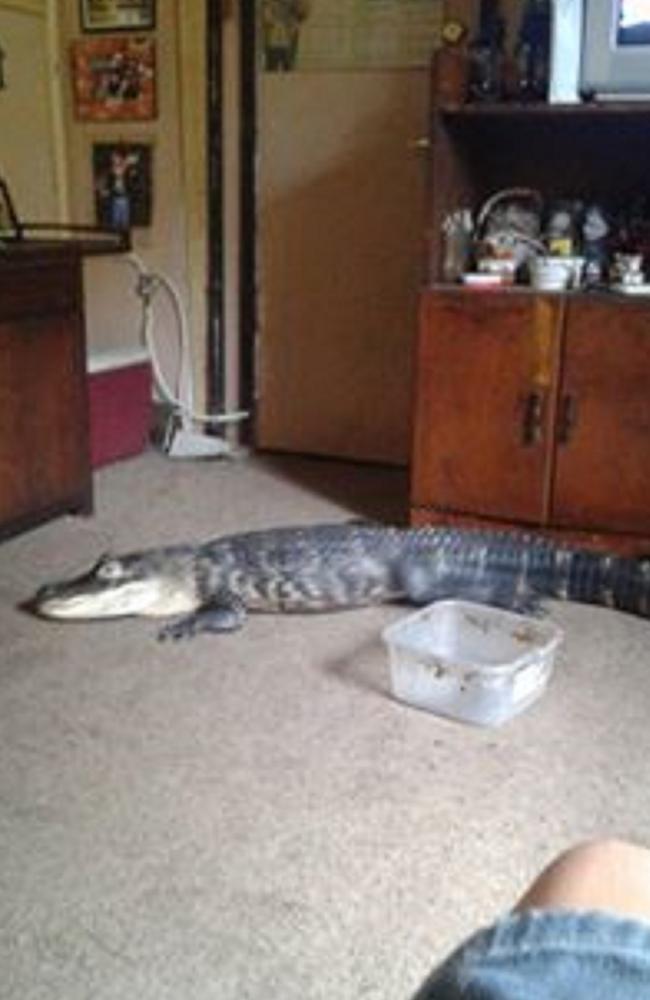 Indoor pet ... Rambo the alligator likes to watch TV at owner Mary Thorn’s Florida home. Picture: Facebook/Mary Thorn