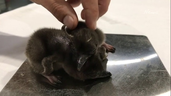 Penguin chicks at Featherdale wildlife Park