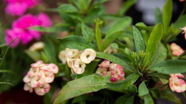 COPYRIGHT WARNING: FOR MORETON LIFE USE ONLYRussell Young from Burpenary's Garden Gems shares his top tips for drought-proofing your garden. Photo: Dominika Lis