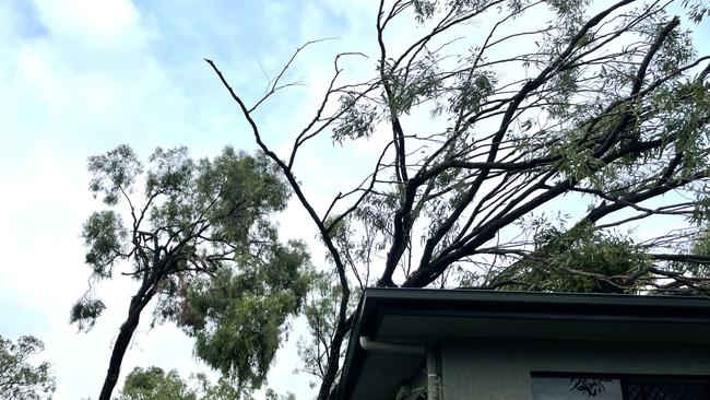 Just after 7pm the Gallinar family heard a "loud bang" to find a tree collapsed over their roof on Tennesse Way during Cyclone Kirrily. Picture: Emily Devon