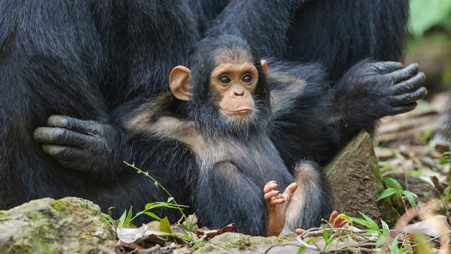 Photographer Tom Mangelsen’s entry, titled Laid Back Chimp! He was recognised as a Highly Commended Winners. Picture: Tom Mangelsen