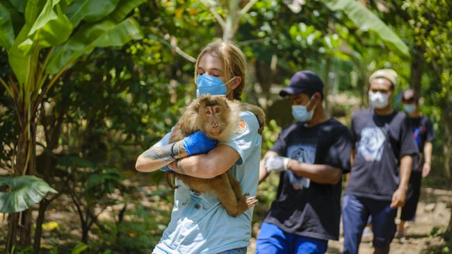 Femke den Haas carries Koja, an elderly pig tailed macaque, to her new home in Ellis Park Wildlife Sanctuary in Southern Sumatra. Picture: Jiro Ose