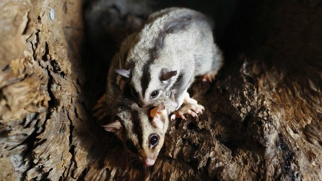 The cutest little Mahogany Glider babies are now on public display at the Kuranda Koala Gardens. Four-month-old Mahogany Glider Mel hitches a ride on its mother Pip's back. Picture: Brendan Radke