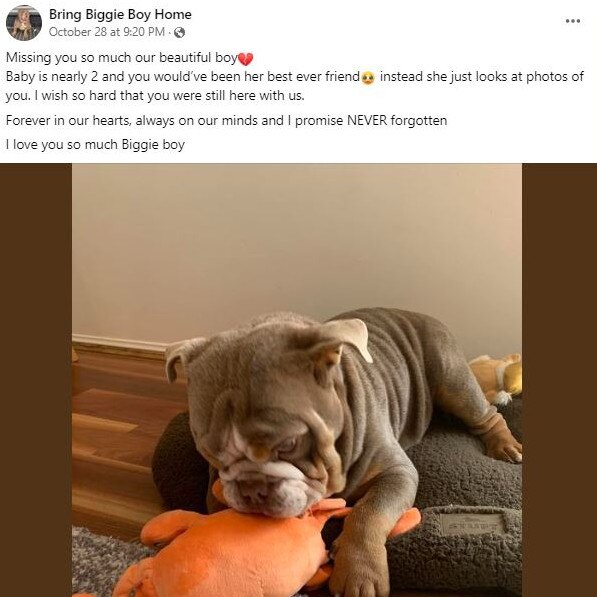 Biggie the bulldog is still missing from Gaven on the Gold Coast after more than a year and a half.