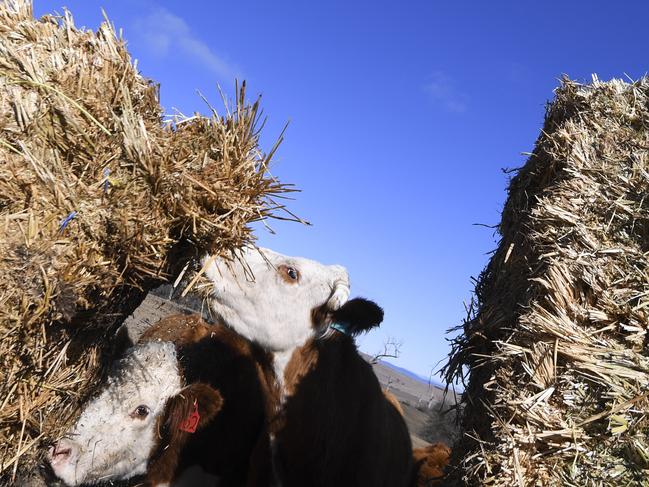 Cows eating hay on the Bedervale farm near Braidwood as the NSW government declared that 100 per cent of the state was impacted by drought. Picture: AAP