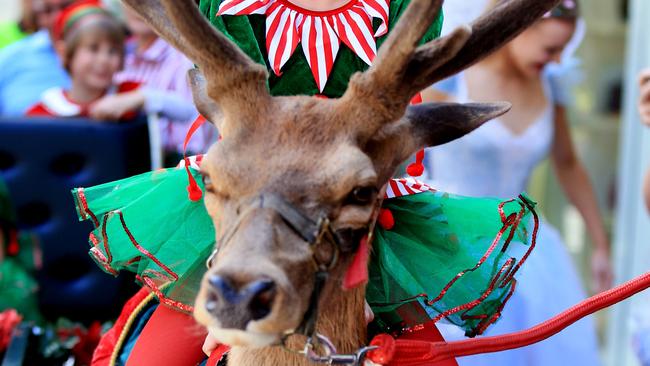 Reindeer (red deer) will no longer be used in the David Jones Christmas parade following concerns raised about the use of the animals for entertainment.