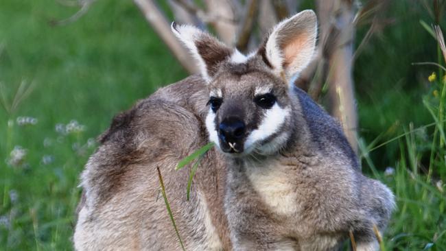 Kangaroo. Photo: Chantay Logan