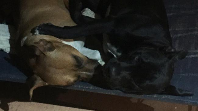 A woman lost her four-year fight with Gympie Regional Council over its decision to put down two dangerous dogs, Maggie and Max, that repeatedly escaped from her yard.