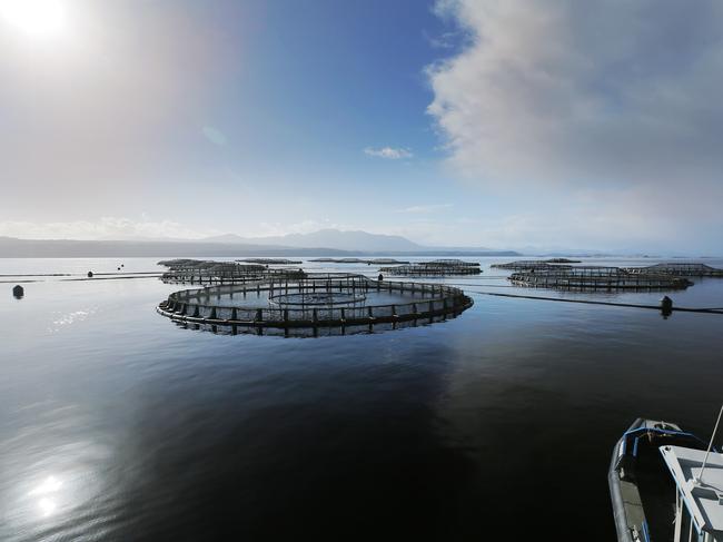 Scientists, politicians and leaders are divided over how best to protect the Maugean skate while protecting the hundreds of jobs connected to the salmon farming industry. Picture: Matthew Farrell