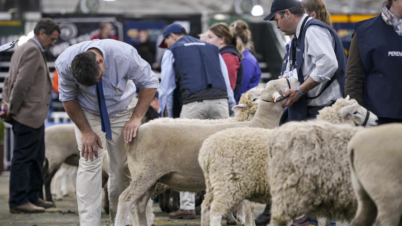 Judging in the interbreed ewe class at the Royal Melbourne Show on September 22, 2019. Photo: Dannika Bonser