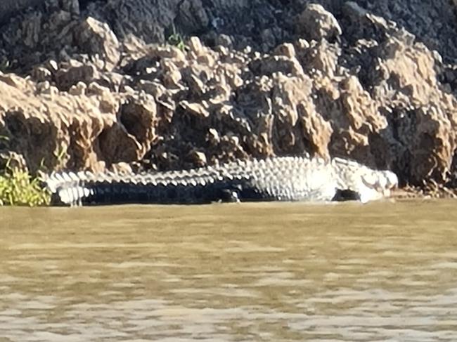 A problem crocodile has been targeted for removal from the Fitzroy River in Rockhampton.