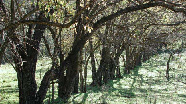 Osage orange hedge in Peats Crater in 2003 — a rare example of colonial era “fencing”. Picture: John Pickard