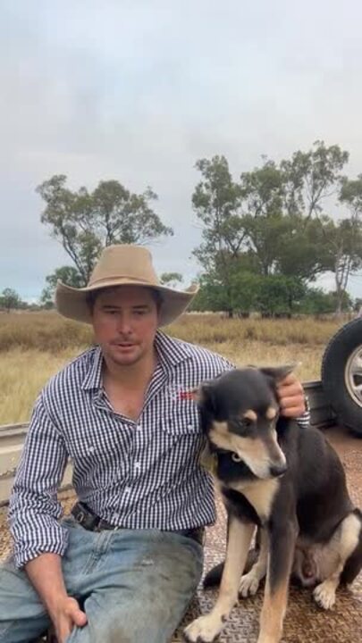 Tom Perkins and Bear are competing in the 2024 Cobber Challenge, with Bear in the running to be crowned Australia's hardest working dog