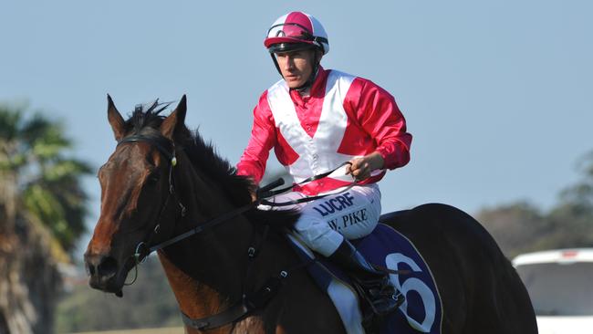 26.9.2015 Belmont Races. race 7 No. 6 Illuminated ridden by William Pike returns to scale.