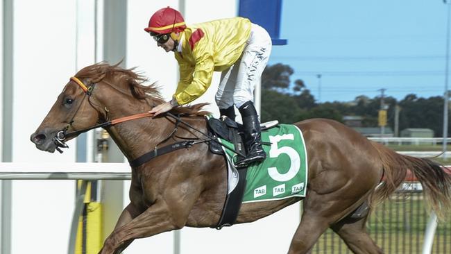 Kawahaty is a dual acceptor but looks a great chance in either race. Picture: Bradley Photos