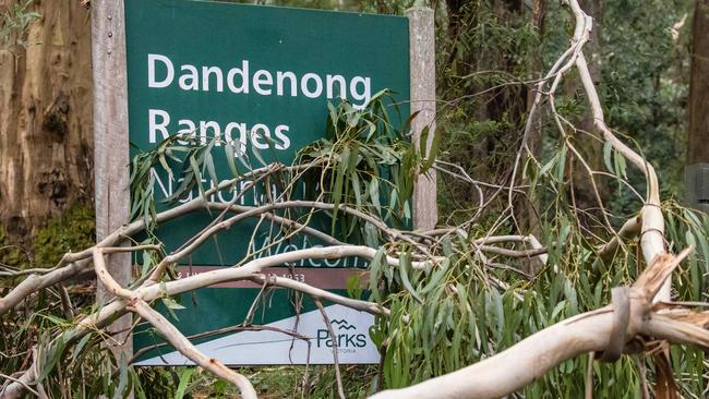 It has cost Yarra Ranges Council millions to remove and process fallen trees. Picture: Jason Edwards