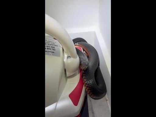 Venomous red-bellied black snake found hiding inside family’s cupboard