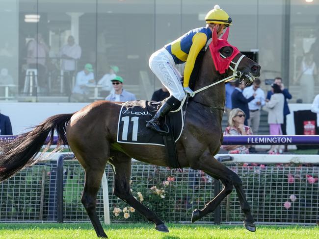 Mostly Cloudy (IRE) on the way to the barriers prior to the running of the Lexus Roy Higgins at Flemington Racecourse. Picture: George Sal/Getty Images.