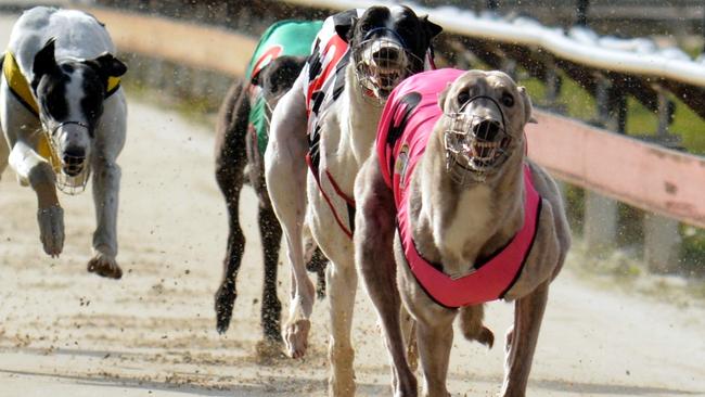 A major investigation has been launched into the Darwin Greyhound Association over a ‘series of complaints’ about its operations. Picture: Supplied