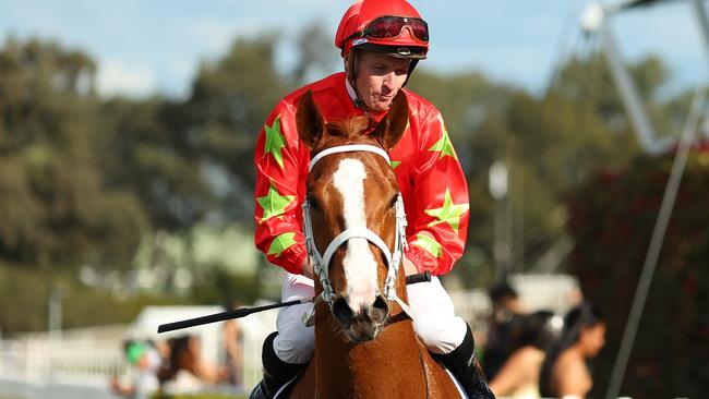 Gatsby's returns to scale after winning The Rosebud at Rosehill on Saturday. Photo: Jeremy Ng/Getty Images.