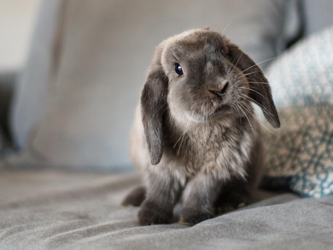 Rabbits needs several hours of play a day.