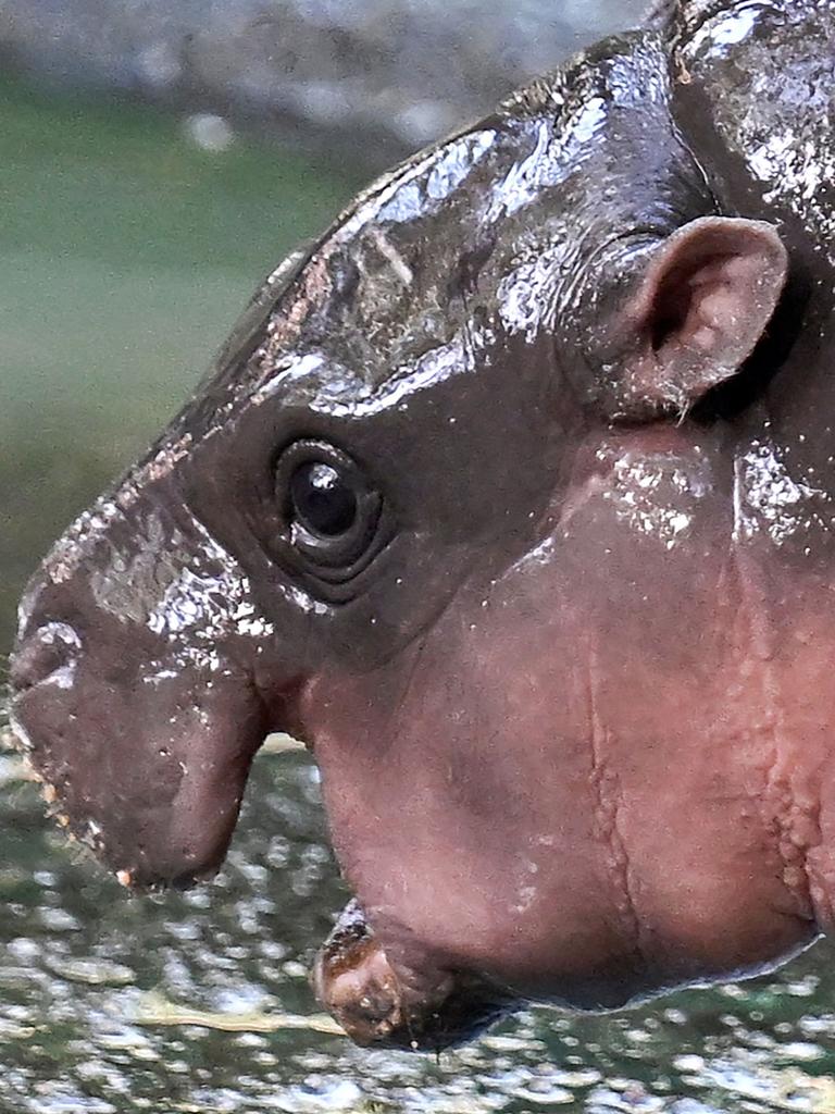 Adelaide Zoo is one of the only three Australian zoos who currently own a pygmy hippo. Photo by Lillian Suwanrumpha/AFP