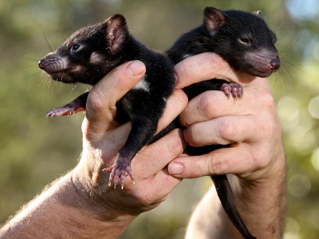 Australian Reptile park puts a lot of resources into conservatuin programs. Picture: Toby Zerna