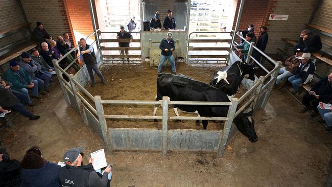 The Warragul saleyards, which hold its last sale in December. Picture: Yuri Kouzmin