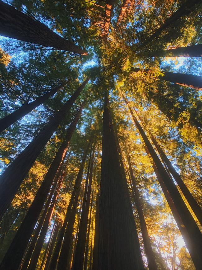 The forest of redwoods in Beech Forest. Picture: Eliza Sum