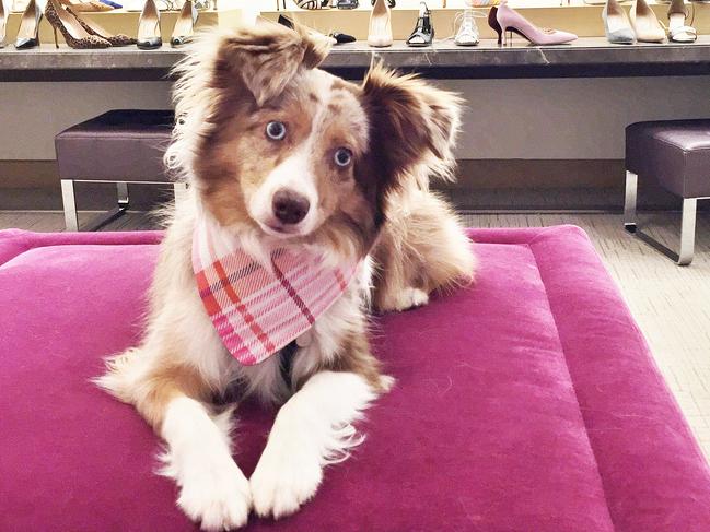 Lola the Mini Aussie.  Picture: Instagram