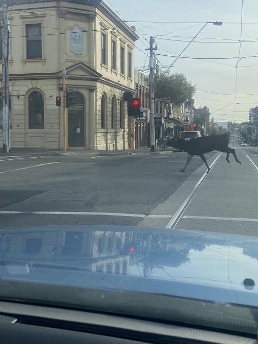 More deer have been spotted in Melbourne’s suburbs in recent years, including a deer on the loose in Johnston St, Fitzroy. Picture: Twitter/@AussieAusborne