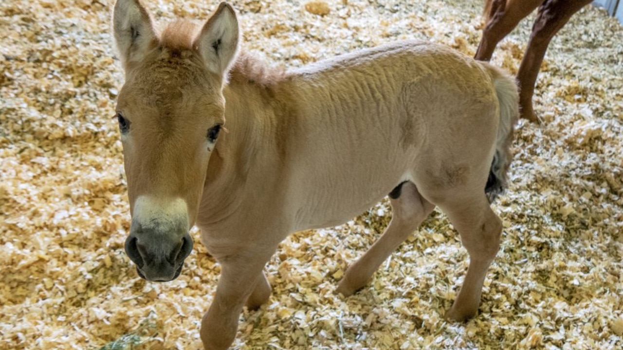 Kurt, a tiny Przewalski's horse, who is a clone. Picture: Christine Simmons/San Diego Zoo Global via AP