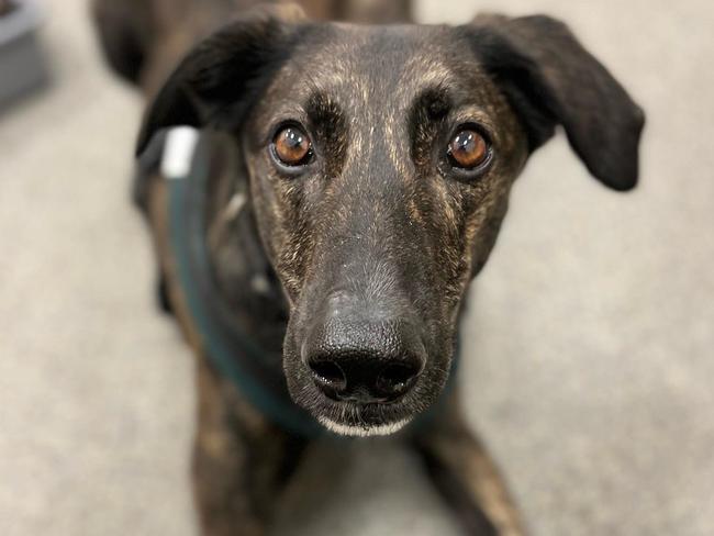 A recent study From Queen’s University Belfast suggests dogs can smell the difference in breath and sweat from people who are suffering the negative emotion Pictured is a dog sniffing samples during the study.