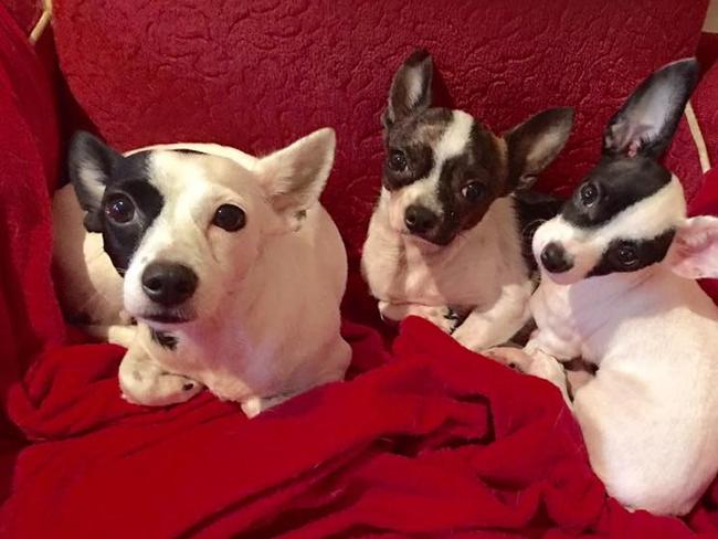 Nicole Hooker’s “little fur baby family”: Violet (mum), Boston (dad) and Zatanna (their pup). Nicole love them to bits. They always cheer her up and put a smile on her face.