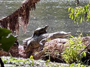 "Ross the Croc" was snapped with a turtle on his back along the Ross River near Douglas Park on Sunday. Picture: Kane Wiblen