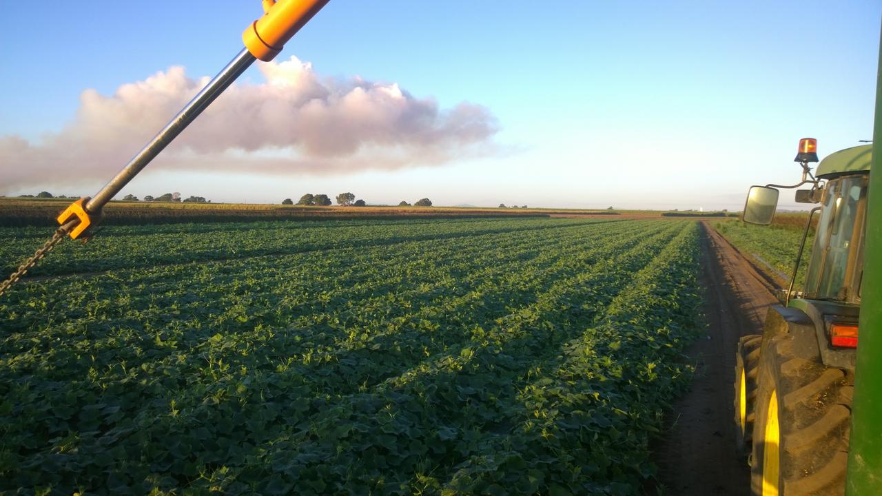 Ross Pirrone, Nuffield scholar examining protected cropping technology; Ayr 200ha mixed farm in Queensland – crops, fodder crops, cattle, rice, horticultural crops