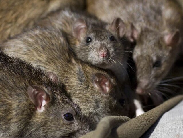 Rats and generic image of rodents