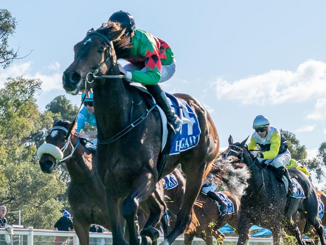 Glenfinnan can build on a strong first-up second  when he heads to The Valley on Friday night. Picture: Racing Photos via Getty Images.