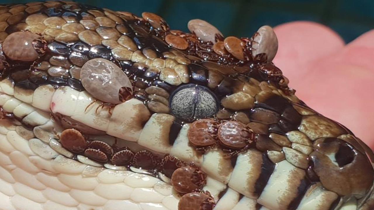 Snake covered in 511 ticks discovered on Gold Coast | Photos | Gold ...