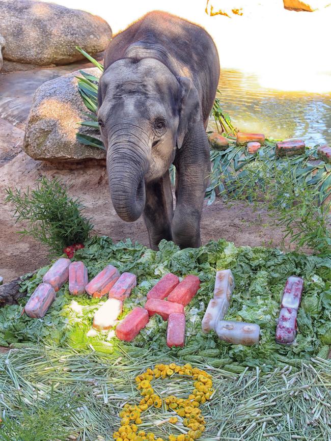 Mali was also the face of the Zoo’s 150th anniversary celebrations. Picture: Alex Coppel