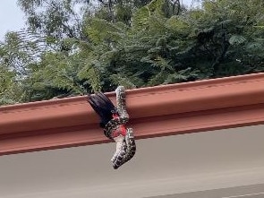 A huge carpet python was spotted hanging out of a Brisbane roof gutter with a parrot still in its mouth. Photo: Julie Smeardon