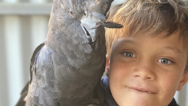 Bodhi with one of his dad’s beautiful, rare birds. Picture: Supplied