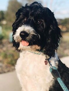 Say hi to Malone - six months old and killing it at life! Submitted by: Clare Fraser.