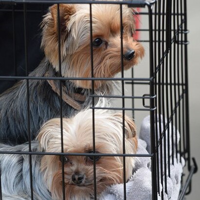 Pistol and Boo leaving Australia in 2015.