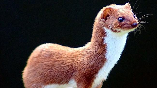 Hi I’m a weasel and I’m really into pop culture.