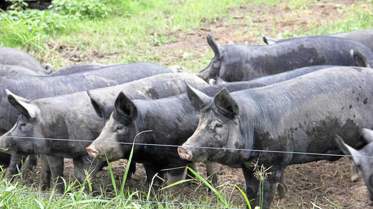 FILE PHOTO: South Burnett Regional Council has approved the expansion of two piggeries. Picture: Fallon Hudson