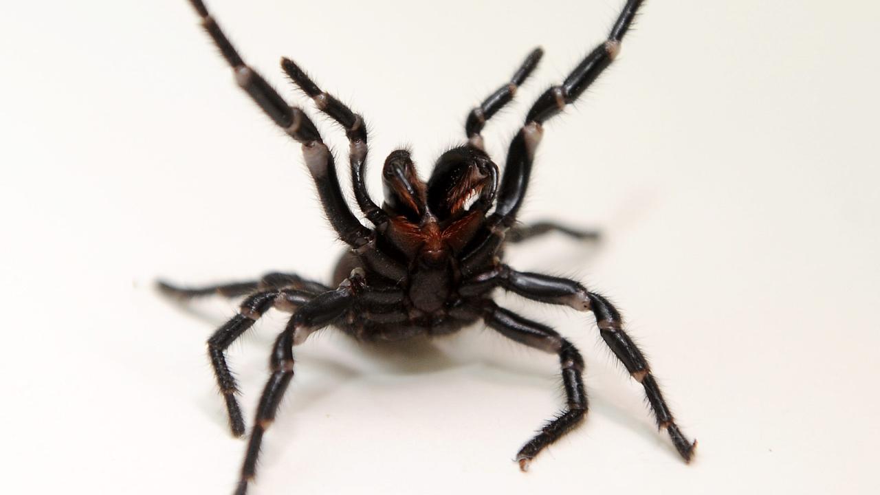 Boy bitten by highly toxic spider