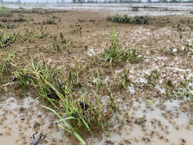 Thousands of tiny spiders escape across the flood waters on the NSW Mid North Coast.. Credit: Matt Lovenfosse