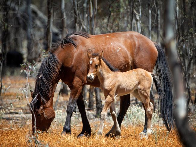 Parks Victoria says the wild horses need to be culled. Picture: Mark Stewart