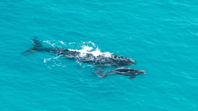 Southern Right Whale mother and calf. Picture: Fran Solly @take_2_photography